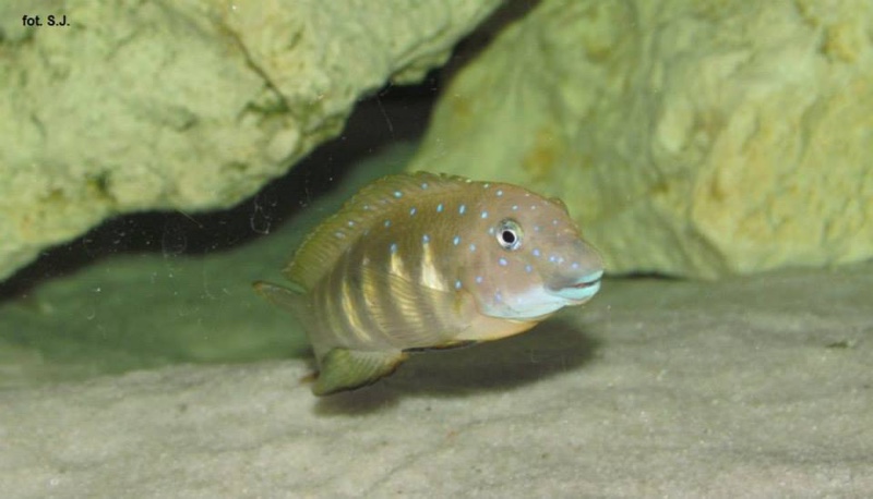 Eretmodus cyanostictus 'Tembwe Deux'